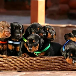 Doberman-Pinscher-Dog