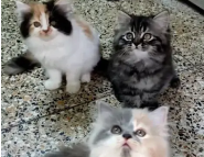 Fluffy-Persian-Kitten