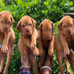 French-Mastiff-Dog