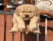 Golden-Retriever-Puppy