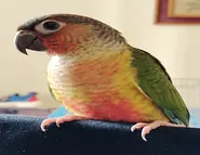 Green-Cheeked-Conure