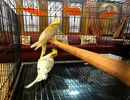 Lutino-Cockatiel