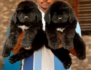 Newfoundland-Puppy