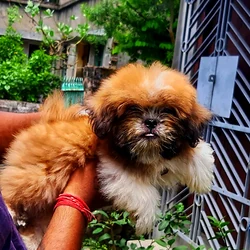 Shih-Tzu-Puppies