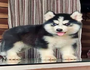 Siberian-Husky-Puppy