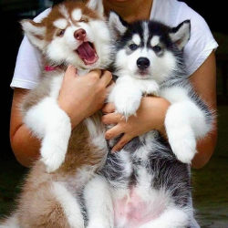 Siberian-Husky