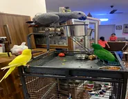Yellow-&-Green-Parrot